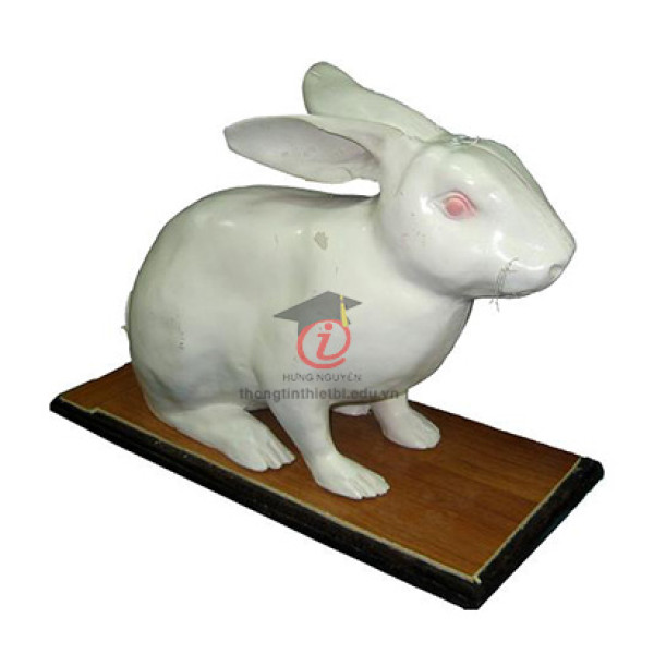 Mô hình Thỏ nhà (CSSH2074)